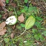 Sicyos edulis Fruit