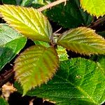 Rubus ferus Folha