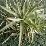 Dyckia brevifolia Лист