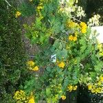 Senna pendula Habit