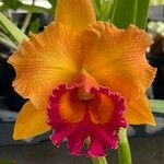 Cattleya wittigiana പുഷ്പം