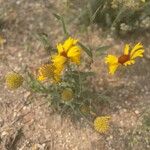 Helenium elegans फूल