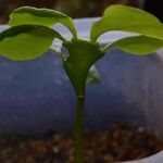 Euphorbia epiphylloides