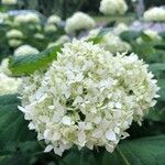 Hydrangea arborescensFlower