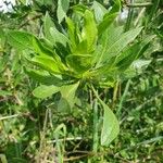 Lycium shawii Hoja