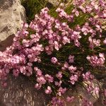 Dianthus subacaulis Habitus