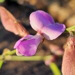 Tephrosia villosa Blüte