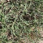 Launaea fragilis Leaf