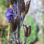 Aconitum napellus Ffrwyth