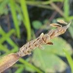 Eleocharis acutangula Blad