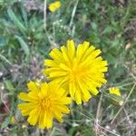 Crepis tectorum Λουλούδι