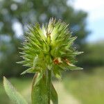 Trifolium squamosum Meyve