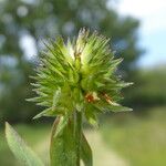 Trifolium squamosum Frucht