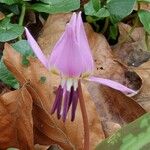 Erythronium dens-canis Flor