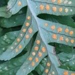 Polypodium vulgare Fruchs