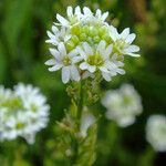Berteroa incana Flor