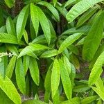 Hydrangea viburnoides Blatt