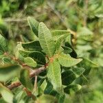 Pistacia × saportae Leaf