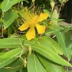 Hypericum sampsonii Flor