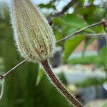 Clematis alpina Mosusu