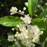 Pyracantha crenulata Λουλούδι