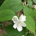 Philadelphus coronarius Flower