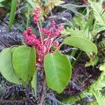 Rourea minor Leaf