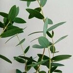 Eucalyptus globulusHoja