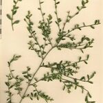 Polygonum aviculare Other