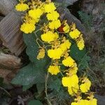 Oncidium altissimum Flower