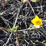 Calendula suffruticosa Fula