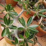 Pachypodium rosulatum অভ্যাস