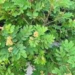 Sorbus californica Lehti