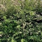 Pyracantha crenulata Συνήθη χαρακτηριστικά