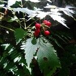 Actaea rubra 果實