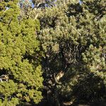 Pinus monophylla Yeri