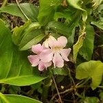 Cydista aequinoctialis Blüte