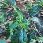 Cirsium altissimum മറ്റ്