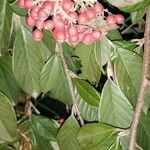 Cotoneaster coriaceusFolha