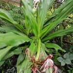 Crinum asiaticumFlors