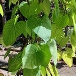 Aristolochia macrophylla Облик