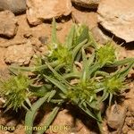 Echinaria capitata Habit