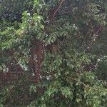 Ficus benjamina Buveinė