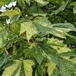 Acer pseudoplatanus Φύλλο