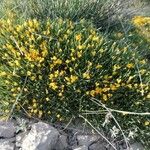 Genista lobelii Агульны выгляд