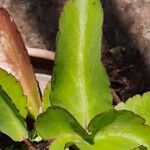 Kalanchoe pinnata Leaf