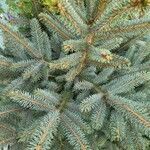 Picea sitchensis Συνήθη χαρακτηριστικά