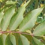 Pistacia chinensis List