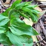 Epipactis leptochila Habit