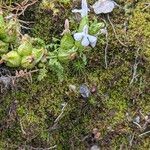 Pedicularis sylvaticaFlower